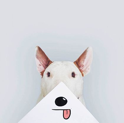 rafael mantesso instagram bull terrier 4
