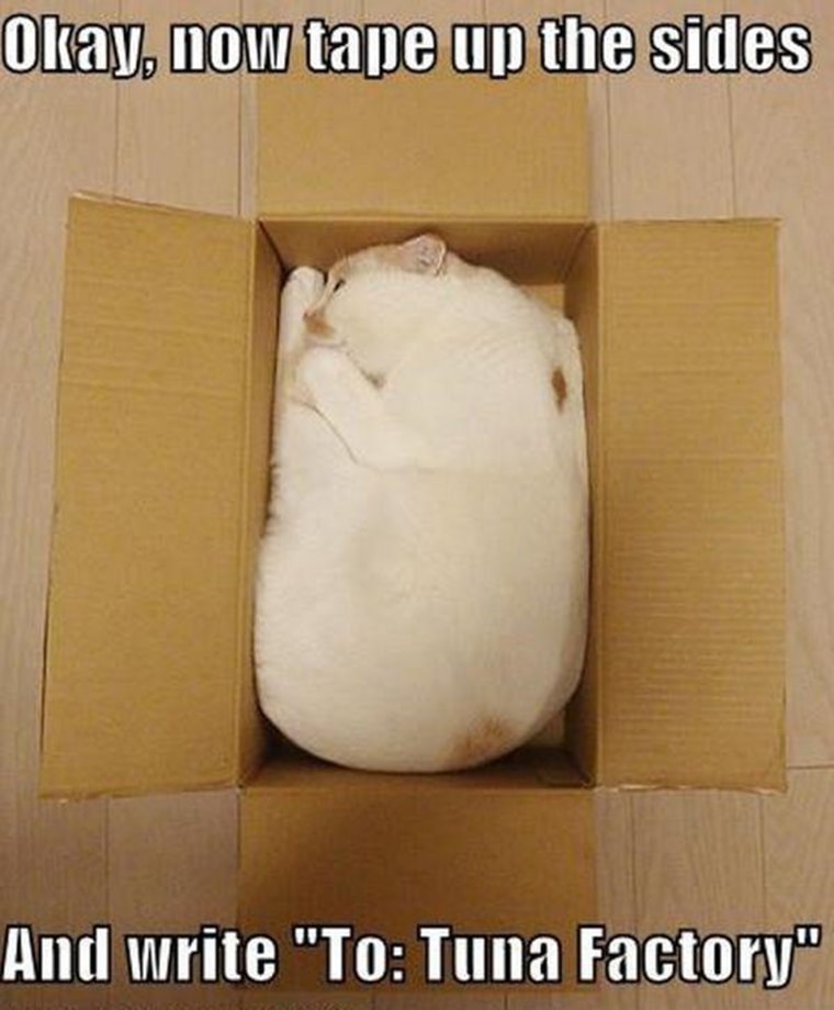 humour chat dans un carton